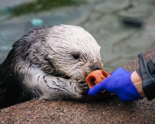 Part of the project will be a specialised unit for sea otters that need medical and/or other attention