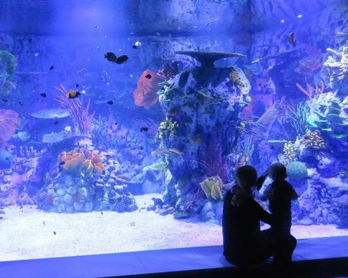 The immersive trip then takes visitors through the aquarium, where they can see over 150 different species in their natural ecosystems