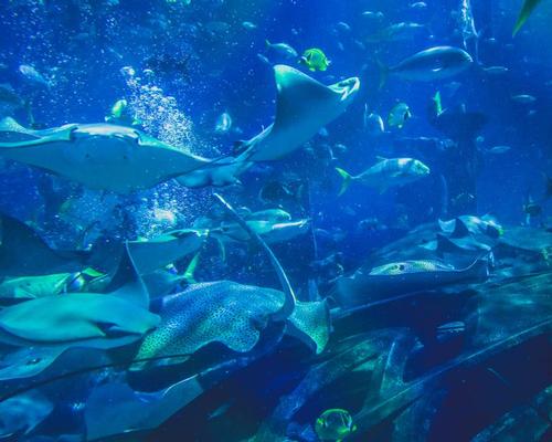 The aquarium will house an array of marine animals including stingrays and sharks