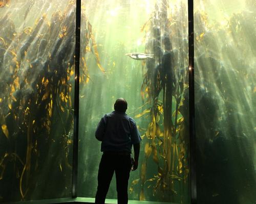 The Kelp Forest Exhibit holds 800,000 litres of sea water