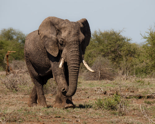 Around 20,000 elephants are killed per year for their ivory tusks