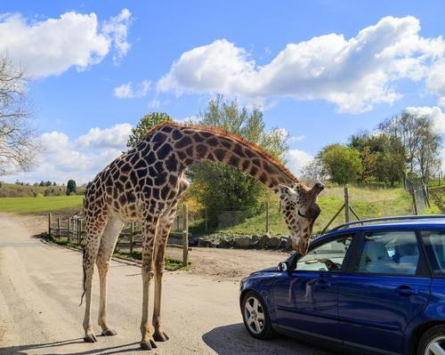 WMSP welcomed 700,000 visitors through its doors last year. The park features a four-mile safari drive-through and an array of wildlife.
