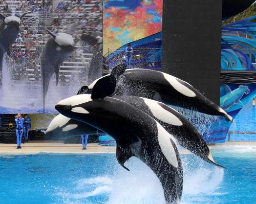 SeaWorld's treatment of orca whales remains under close scrutiny