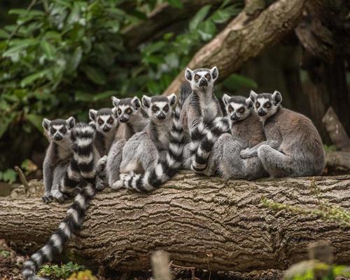 Visitors will be able to get closer to animals such as the ring-tailed lemur in Chester Zoo's new Madagascar zone