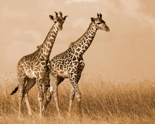 The zoo is looking to move the three giraffes it currently has and add to their number to grow the herd to around 15