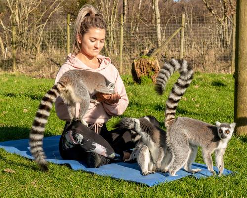 Lemurs have a very calming effect on humans and can lower blood pressure and reduce stress