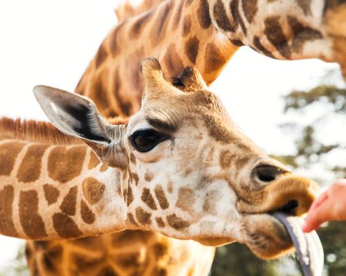May date announced for Texas safari park opening