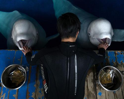 The whales were on show at Shanghai Chang Feng Ocean World before coming into Merlin's ownership