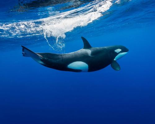 Orca whales in the wild can swim up to 60 miles in a single day