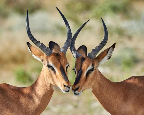 Impala in Namibia are among a thousand wild animals to be auctioned because of drought conditions