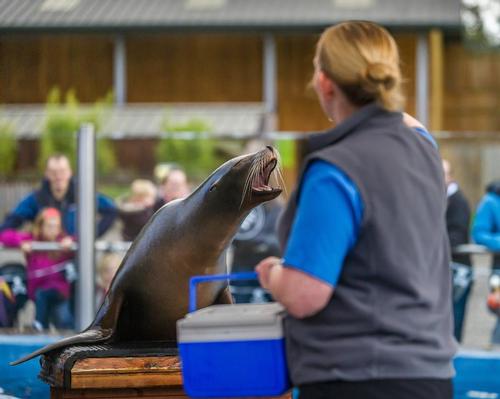The sea lion enclosure is one of Blair Drummond's most popular attractions