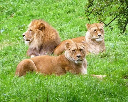 Belfast Zoo's three Barbary lions are part of a global collaborative breeding programme to ensure the survival of a species that is extinct in the wild