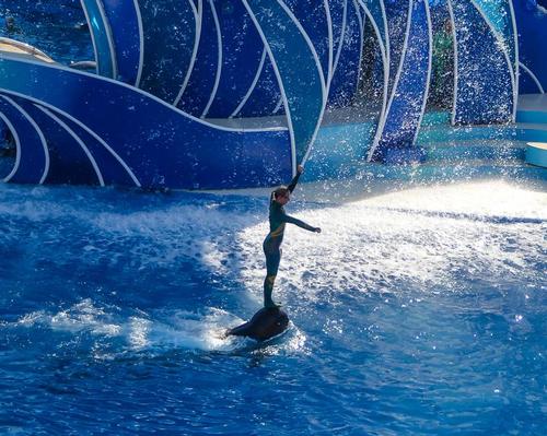 Trainers still stand on dolphins' rostrums as part of the show at SeaWorld San Diego – but not for much longer