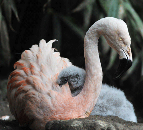 Flamingo programme a success at Edinburgh Zoo 