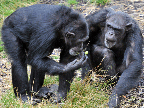 New arrivals at world's largest chimp enclosure