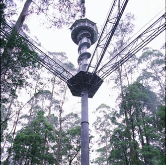 MFS plans treetop walkways for New Zealand and US