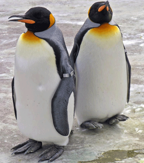 London Zoo to open £2m penguin pool