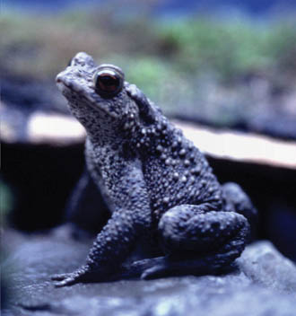 Aquarium of the Lakes brings out nocturnal creatures