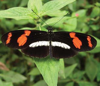 £15m butterfly dome planned for St Albans