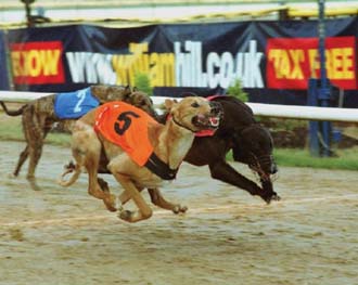 William Hill results are a safe bet
