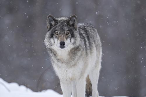 The centre started out as a facility to research wild wolves / Shutterstock.com The centre started out as a facility to research wild wolves / Shutterstock.com