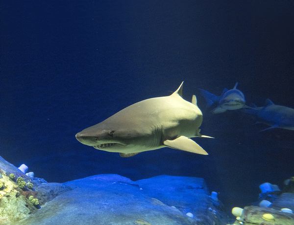 The 57,500sq ft tanks hold 800,000 gallons of water and are home to 18 shark varieties