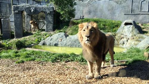 Trail of Kings has been revamped and houses a new Asiatic lion called Kamal