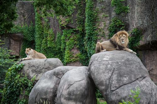 The zoo’s Kovler Lion House, originally built in 1912, will get US$30m (€26.6m, £21m) to undertake major renovations and to expand the habitat’s outdoor areas