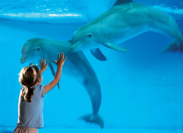 Get up close with the dolphins at Baltimore’s National Aquarium