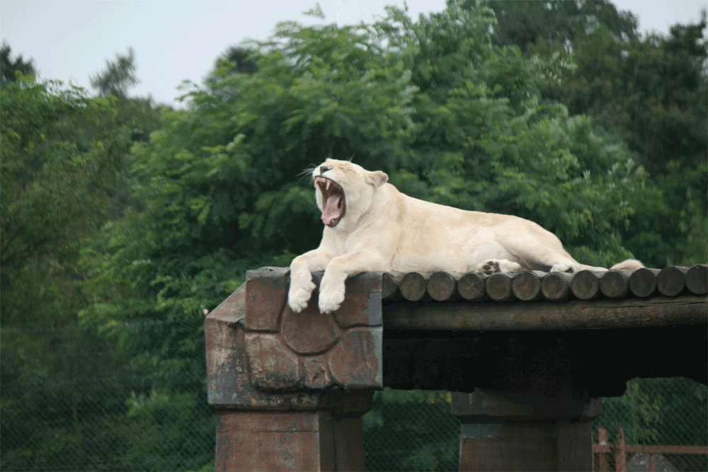 The safari park features the UK's only pride of white lions / Glen Bowman (Flickr) The safari park features the UK's only pride of white lions / Glen Bowman (Flickr)