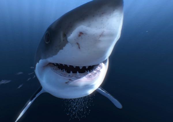 Curiscope’s great white shark VR experience