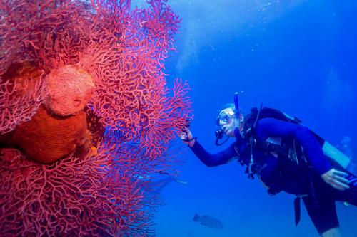Florida Aquarium will be given access to Cuba's Gardens of the Queen and will in return give access to research on restoring coral reefs 