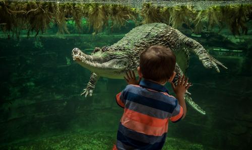 Monsoon Forest is home to two Sunda gharial crocodiles / Chester Zoo 