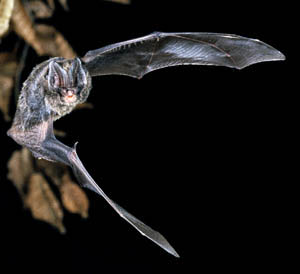 Bats but no balls: Spurs’ training facility in jeopardy