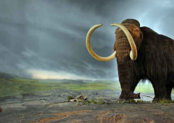 The majority of woolly mammoths were wiped out 10,000 years ago during the early part of our current geological age