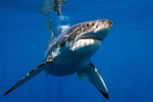 Adult great whites are very difficult to exhibit at aquariums because of their large size and need to be continuously moving / Shutterstock.com