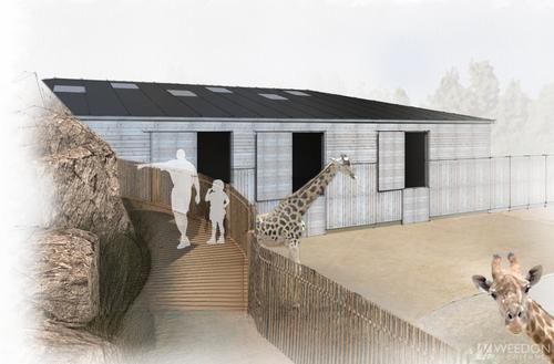The giraffe habitat opens in April / Weedon Architects