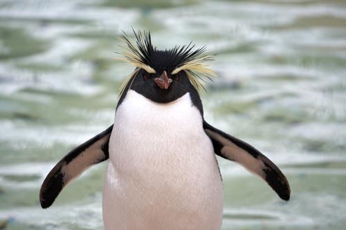 Keepers used Google Glass to capture interactions with Southern Rockhopper penguins / Shutterstock
