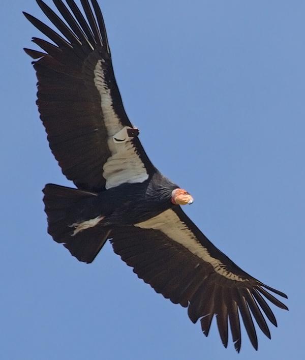 Condors, on the edge of extinction in the 80s, are a conservation success story