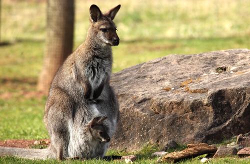 Kanagaroos are among the animals on display at the new safari expansion / Shutterstock.com