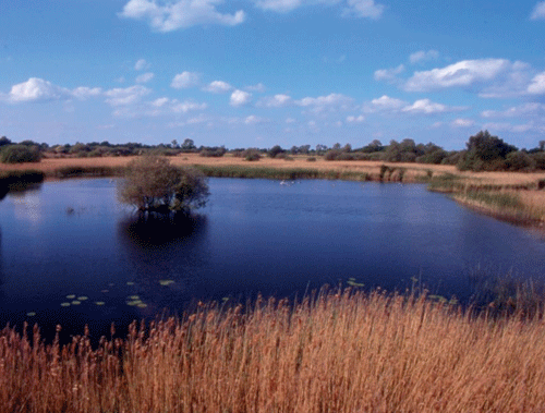 £4m funding to restore English wetlands