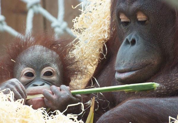 Many assert that zoo breeding programmes are essential for endangered species preservation