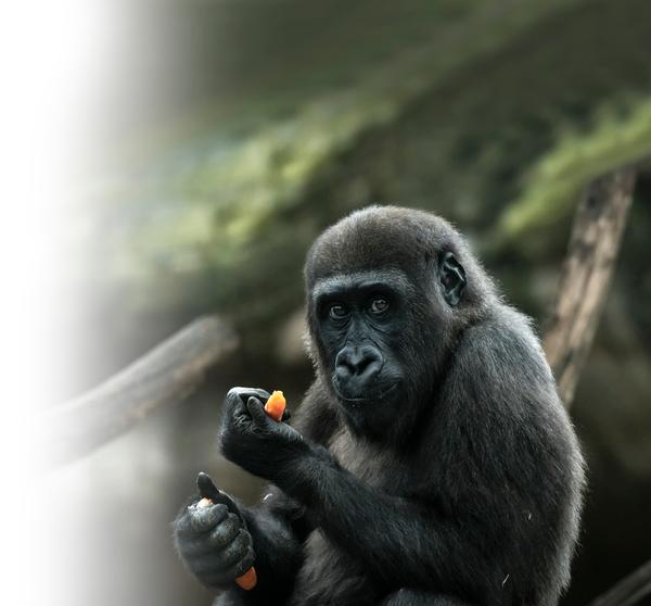 The changes are in response to a new law on species survival programmes
