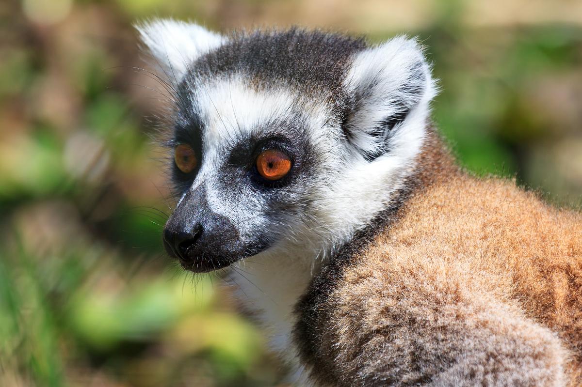 All animals and operations will be transferred from the city centre site to the Wild Place Project / Shutterstock.com/Dennis van de Water All animals and operations will be transferred from the city centre site to the Wild Place Project / Shutterstock.com/Dennis van de Water