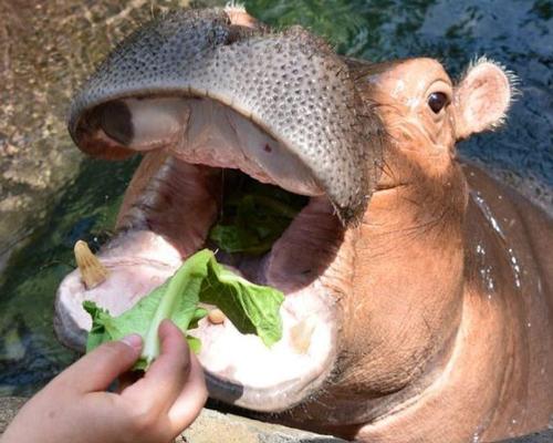 The zoo's popular hippo, Fiona, starred in the first live broadcast / Cincinnati zoo/Lisa Hubbard