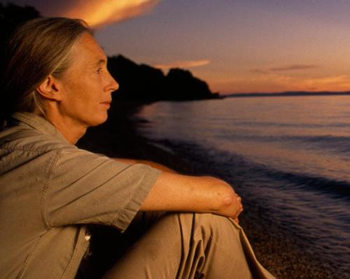 National Geographic Museum creates virtual tour of Jane Goodall exhibition during lockdown