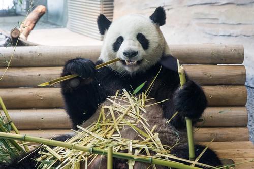 Pandas prove very lucrative for zoos, which are all owned by the Chinese government / Dan Pearlman 