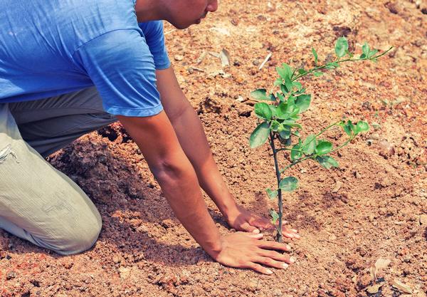 More than 500,000 trees have been planted as a result of users’ activity / © shutterstock/Thep Photos