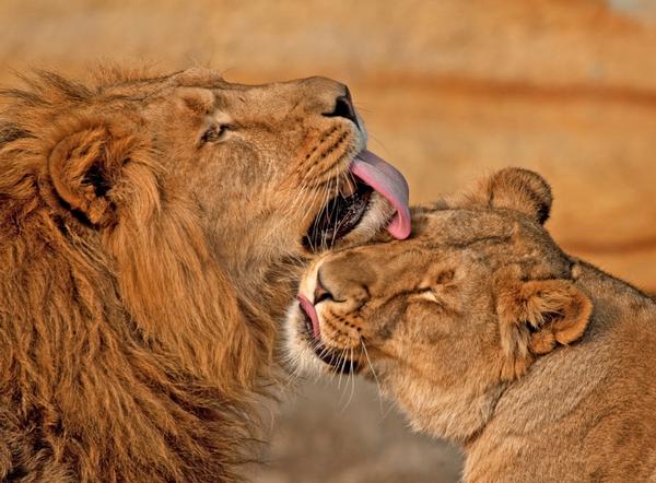 The animals in a zoo impact attendances more than the socio economic context of the zoo / Photo: Alex Kantorovish