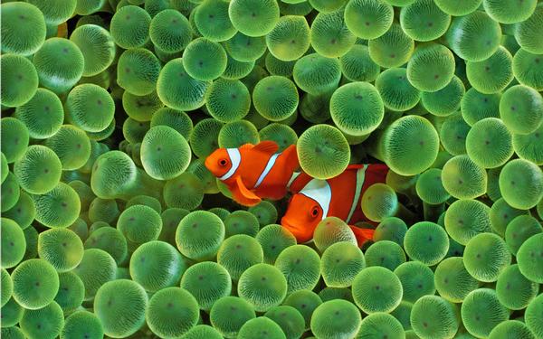 Fukano found that clownfish poaching increased after the film Finding Nemo / PHOTO: SHUTTERSTOCK/ahmadalihusen
